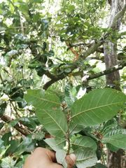 Carlos Domínguez-Rodríguez, CC BY, iNaturalist via GBIF Microdesmia arborea, photograph Carlos Domínguez-Rodríguez, CC BY, iNaturalist via GBIF