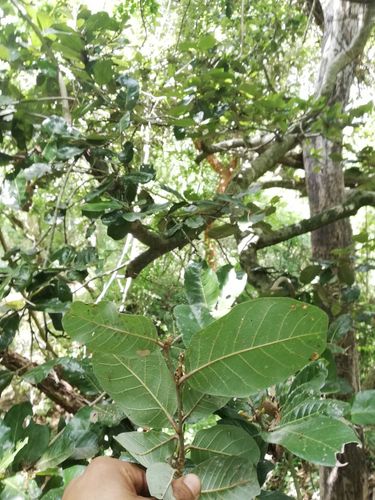 Microdesmia arborea, photograph 2
