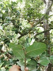 Carlos Domínguez-Rodríguez, CC BY, iNaturalist via GBIF Microdesmia arborea, photograph Carlos Domínguez-Rodríguez, CC BY, iNaturalist via GBIF