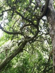 Carlos Domínguez-Rodríguez, CC BY, iNaturalist via GBIF Microdesmia arborea, photograph Carlos Domínguez-Rodríguez, CC BY, iNaturalist via GBIF
