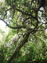 Carlos Domínguez-Rodríguez, CC BY, iNaturalist via GBIF Microdesmia arborea, photograph Carlos Domínguez-Rodríguez, CC BY, iNaturalist via GBIF