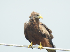 Milvus migrans parasitus