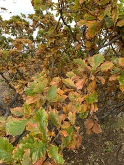 Quercus crispula