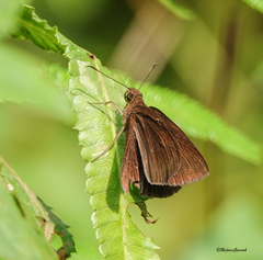 Ancistroides nigrita