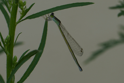 Ischnura asiatica
