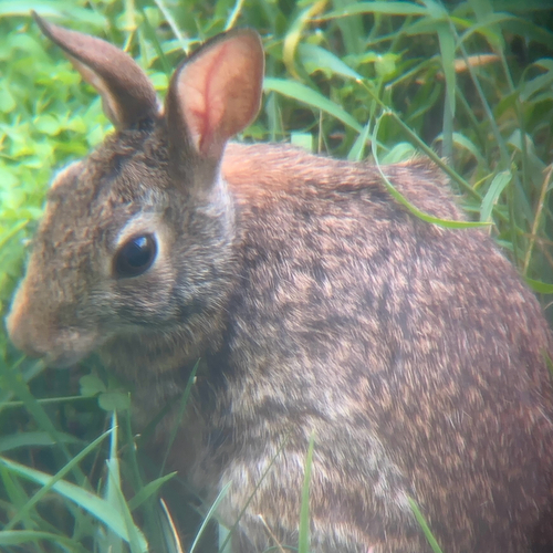 Eastern Cottontail photographed in Kentucky