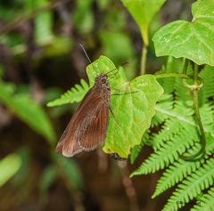Ancistroides nigrita