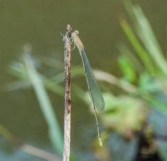 Aciagrion pallidum