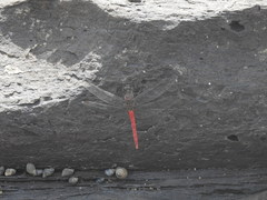 Bradinopyga strachani