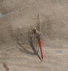 Bradinopyga strachani