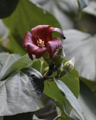 Hibiscus elatus