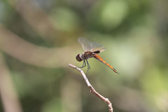 Tramea transmarina euryale