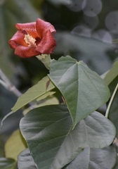 Hibiscus elatus
