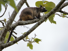 Dendrolagus lumholtzi