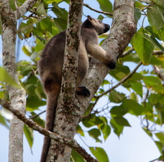 Dendrolagus lumholtzi