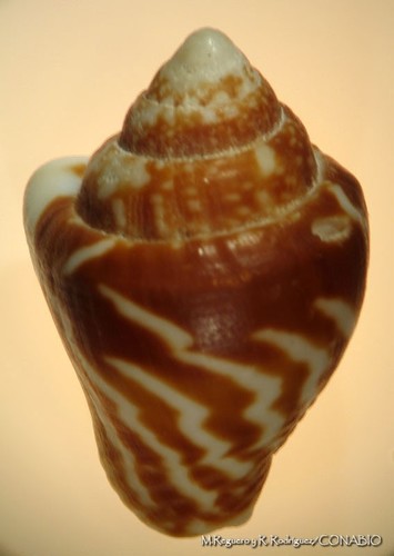 Columbella strombiformis