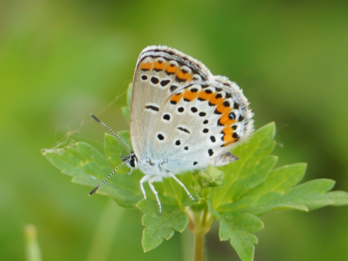 Reverdin's Blue