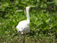 Bubulcus ibis