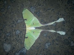 Actias maenas