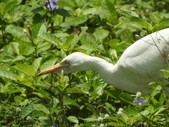 Bubulcus ibis