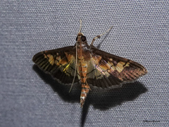 Uresiphita quinquigera