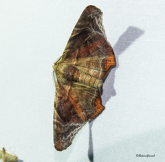 Episparis tortuosalis