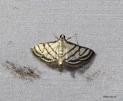 Ravanoa xiphialis