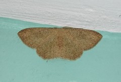 Cosymbiini