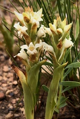 Satyrium stenopetalum