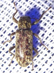 Stenochiinae