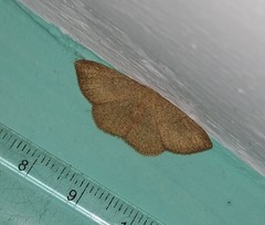 Cosymbiini