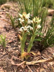 Satyrium stenopetalum