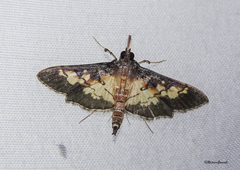 Uresiphita quinquigera