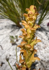 Disa pygmaea