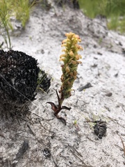 Disa pygmaea