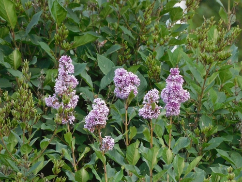 Hungarian lilac (Syringa josikaea)