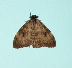 Lymantria aryama
