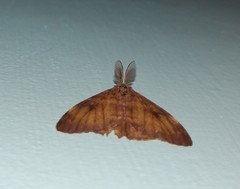 Lymantria aryama