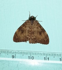 Lymantria aryama