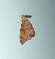 Lymantria aryama