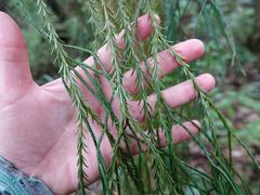 Phlegmariurus billardierei