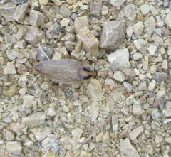 Blattella vaga