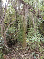 Phlegmariurus billardierei