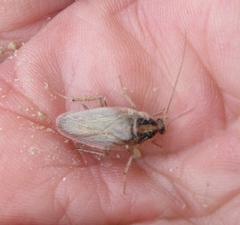 Blattella vaga