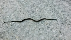 Xenochrophis maculatus