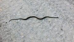 Xenochrophis maculatus