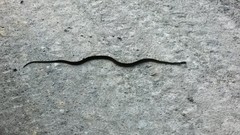 Xenochrophis maculatus