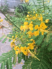 Caesalpinia pulcherrima