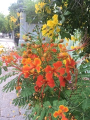 Caesalpinia pulcherrima