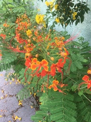 Caesalpinia pulcherrima